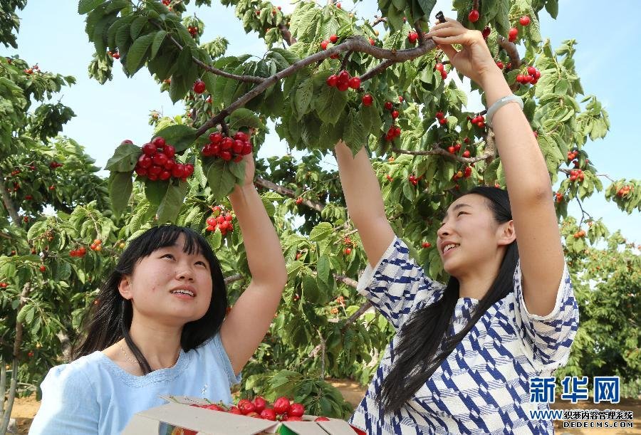 （晚報）櫻桃飄香盤活城郊農(nóng)家采摘經(jīng)濟
