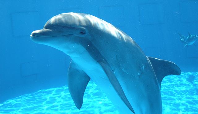 6頭瓶鼻海豚順利運(yùn)抵秦皇島隔離場