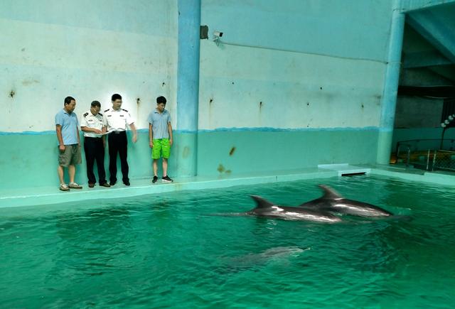 6頭瓶鼻海豚順利運(yùn)抵秦皇島隔離場