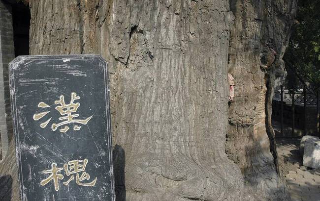 2018年1月17日報道，山西省古州平定有一位跨越23個世紀(jì)的漢槐，位于平定西鎖簧村的中心，它聳立在由石頭壘成的半圓護(hù)坡上，樹后是村里的娘娘祠廟。