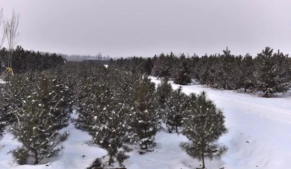 雪中的雄安新區(qū)千年秀林。劉向陽 攝